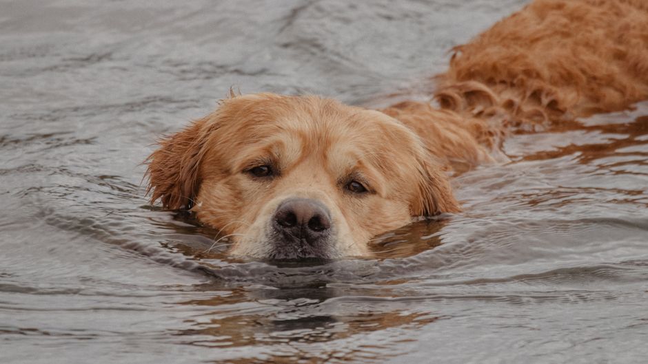 dog swimming water (Alasdair  Braxton)