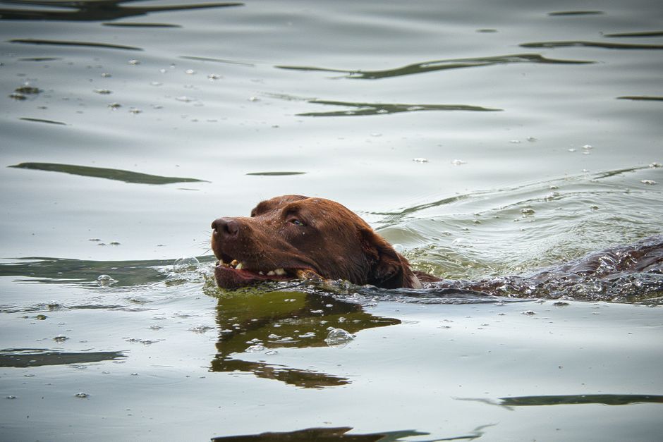 dog swimming water (Joerg Hartmann)